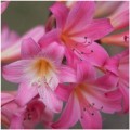 stampo per fiori  per amaryllis belladonna