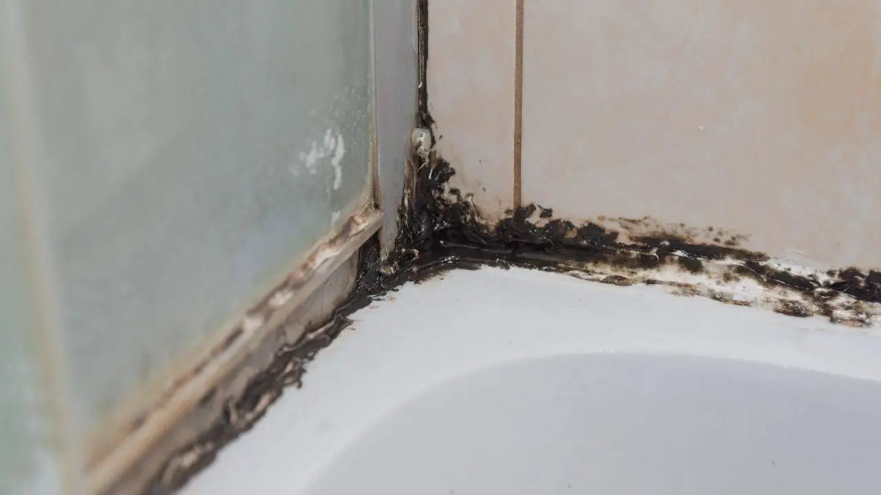 Immagine selezionata